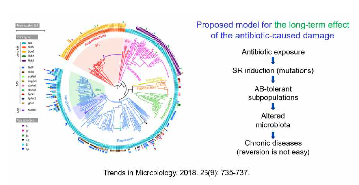 장내 미생물들은 거의 모두 긴축반응(stringent response)을 일으킬 수 있고, 항생제에 의해 긴축반응을 일으키면 오랜 기간 손상이 유지되는 원인이 될 수 있음
