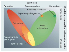 장내 마이크로바이옴의 구성과 핵심세균들(keystone stabilizers & keystone pathogens) (Illustration from Stecher et al. 2013. Nature Reviews. 11: 277-284)