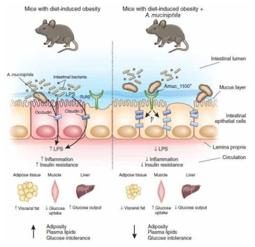 Akkermansia 표면 단백질 Amuc_1100*의 항염증 효능 (Illustration from Forato and Marette 2017. Nature Medicine)