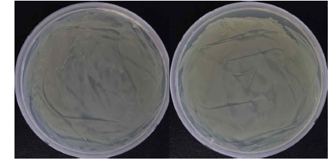 필터 뒤에 설치된 E.coli 배지 배양 후 사진