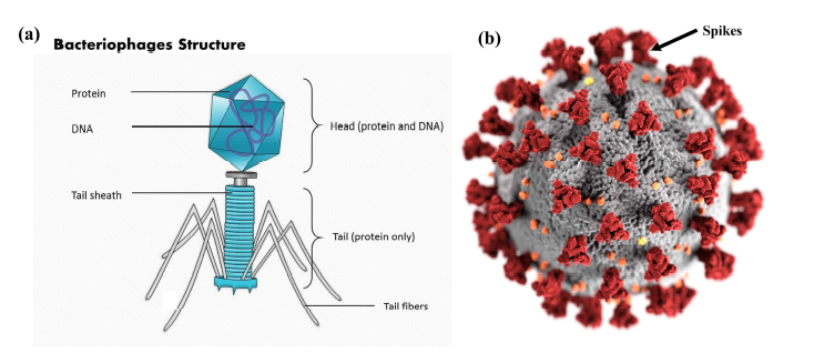 (a) 박테리오 파지 구조 이미지 와 (b) 코로나 바이러스 이미지 *출처 : slide team, wikipedia