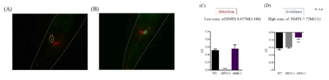 (A) ASH 뉴런에 발현하고 있는 SRI-14 수용체 (B) 화학감각뉴런인 AWC 뉴런에 발현하고 있는 SRI-14 수용체 (C) AWC 뉴런이 발달하지 못한 형질전환 동물은 DMTS에 대한 선충의 반응이 사라짐 (D) ASH 뉴런이 망가진 형질전환 동물은 고농도의 DMTS에 대한 회피반응이 약해짐