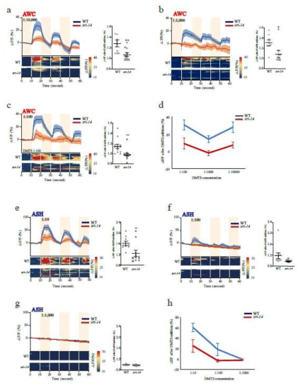 (a-d) 저농도의 DMTS에 대해서 AWC뉴런의 칼슘이미징 결과. SRI-14 돌연변이의 반응이 떨어져 있음. AWC 뉴런에 대한 저농도와 고농도의 칼슘이미징 결과 고농도와 저농도 모두에서 반응함. (e-h) 고농도의 DMTS에 대한 ASH 뉴런의 칼슘이미징 결과 SRI-14 돌연변이의 반응이 현저히 낮음. ASH 뉴런에 대한 저농도와 고농도의 칼슘이미징 결과 고농도의 DMTS에 대해서만 반응함