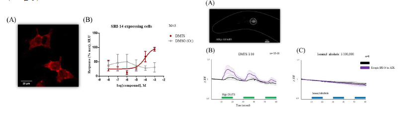 (A) ADL 뉴런에 발현하고 있는 GCaMP3 (B) 고농도의 DMTS에 대해 SRI-14 ectopic expression 선충의 ADL 뉴런이 반응함. (C) Isoamyl control 후각,미각 물질에 대해서 ADL 뉴런이 반응하지 않음. (D) Hanna3A cell에 발현하는 SRI-14 수용체 (E) 다양한 농도의 DMTS를 cell에 처리하였을 때 농도 특이적이게 cAMP레벨이 증가함을 확인함