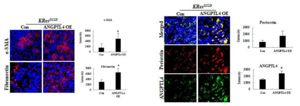 KRas 돌연변이 췌장암에서 ANGPTL4가 CAF에 미치는 영향