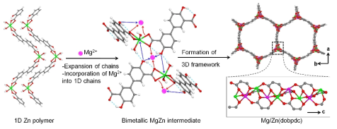 일차원 금속 사슬 전구체에서 삼차원 이종 금속-유기 골격체 Mg/Zn(dobpdc)로의 합성 메커니즘