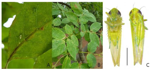 A: 물푸레나무에서 확인된 애매미충; B: 매미충에 의한 피해 모습; C: Empoasca giusana