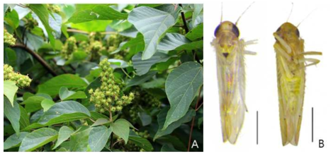 A: 예덕나무; B: Alebroides transversus