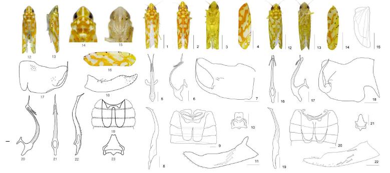 감나무에서 출현하는 Limassolla species (왼쪽부터 L. koreana, L. hebeiensis, L. dangjinensis)