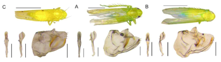 Empoasca 속 3종의 외형과 생식기형태 (왼쪽부터: E. altaica, E. furcata, E. hankaensis)