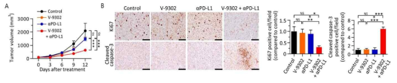 V9302와 PD-L1 항체의 종양성장 억제 효과