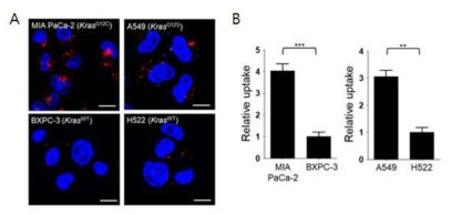 MIA PaCa-2, A549 암세포주에서 macropinocytosis 증가