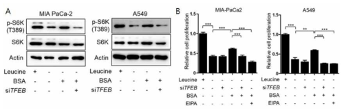 암세포주에서 macropinocytosis에 의한 mTORC1 활성에 TFEB가 미치는 영향