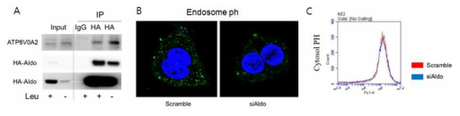 Aldolase A와 V-ATPase와의 결합과 endosome/cytosol pH에 미치는 영향