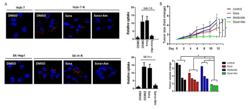 약제내성 간암세포주에서 macropinocytosis 억제가 약제 감수성을 증가시킴