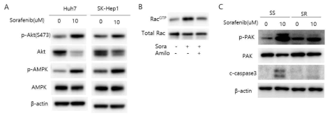 sorafenib에 의해 AMPK, AKT, PAK 경로의 활성화가 이뤄짐