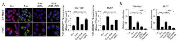 간암 세포주에서 macropinocytosis 가 sorafenib에 의한 ferroptosis를 저해함