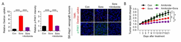 In vivo에서 macropinocytosis 억제 효과