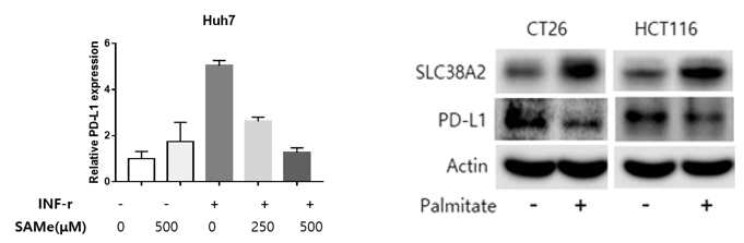 SAMe과 지방산에 의한 PD-L1 발현변화