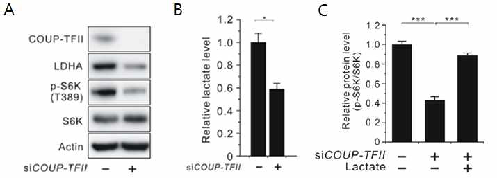 COUP-TFII 가 LDHA expression과 새포내 lactate를 조절함