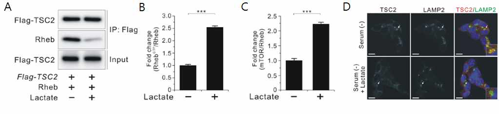 Lactate가 TSC2-Rheb 결합을 억제하여 mTORC1 활성화를 증가시킴