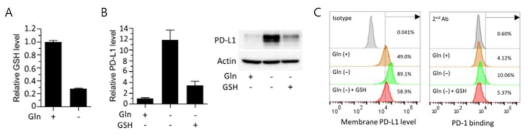 글루타민 결핍에 따른 PD-L1 증가는 GSH 보충에 의해 회복 됨