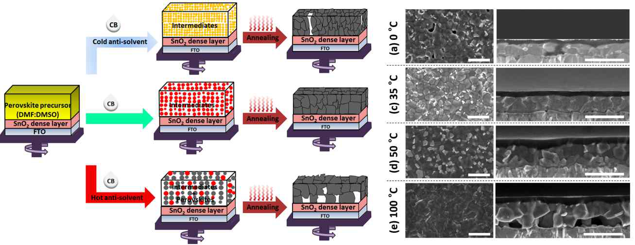 Anti-solvent 온도별 페로브스카이트 결정 형태 비교