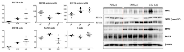 노화 마우스에서 SIRTs, FoxP3 단백질의 발현 변화 분석