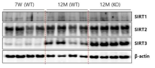 노화 마우스 심근에서 SIRTs 단백질의 변화