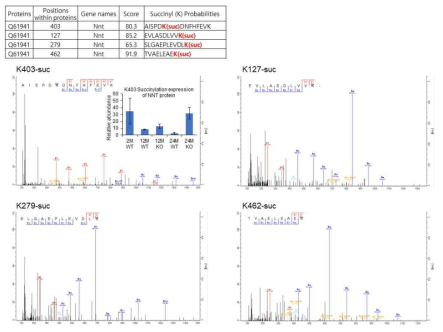 NLRP3 inflammasome 활성화에 따라 변화하는 NNT 단백질의 석시닐화