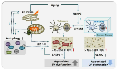 노화에 의한 좌심실 이완기능 장애 극복을 위한 면역치료 근거 개발 연구의 모식도