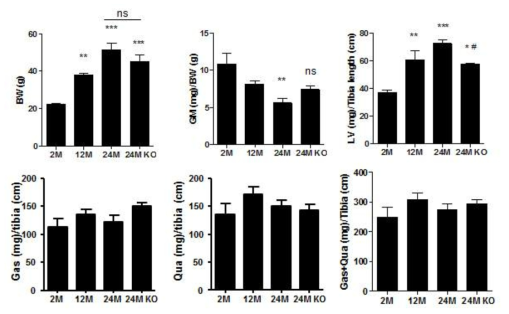 노화 마우스에서 skeletal muscle 및 left ventricle 무게 분석