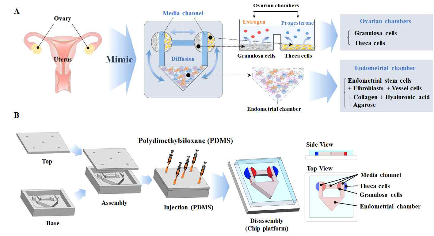 3D 프린팅 기술을 기반으로 여러 자궁 및 난소 세포들이 탑재된 자궁-난소 복합 바이오칩 제작