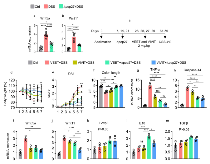 Δpep27 suppresses noncanonical Wnt and attenuates DIC. a, b Noncanonical Wnt expressions were analyzed by qPCR. c Blockade of Wnt5a and Wnt11 expressions using (ctrl, VEET) and NFAT inhibitor (VIVIT). d-f Disease activity index (DAI) was assessed by body weight loss (d), DAI score (e) and colon length measurement (f). g-m mRNA expression level was analyzed by qPCR and shown as mean ± SEM using GAPDH as an internal control