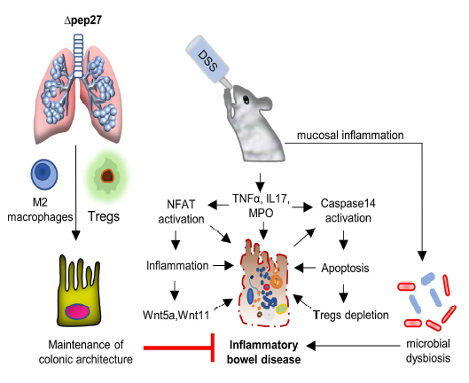 Δpep27-elicited-Treg restores mucosal immune response in DIC. DIC depletes Tregs and subsequently induces proinflammatory cytokines, noncanonical Wnt and caspase-14, resulting in inflammation and apoptosis as well as gut microbiota disruption. In contrast, Δpep27-dependent M2 macrophage and Treg induction elicits robust anti-inflammatory mucosal tolerance and maintains the barrier integrity for intestinal immune homeostasis and subsequent restoration of gut microbiota