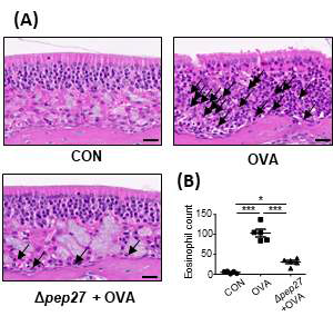 Δpep27 immunization suppresses eosinophil infiltration into the nasal mucosa. (A) H scale bar= 20μm. (B) The number of eosinophils in the nasal mucosa. P-value was calculated by one-way ANOVA and expressed as mean ± SEM, * p < 0.05, ** p < 0.01, *** p < 0.001, ns; not significant (Bonferroni’s Multiple Comparison Test)