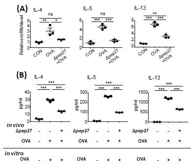 Δpep27 immunization inhibits Th2-dependent cytokines in the nasal mucosa. (A) Th2 cytokines in the nasal mucosa were determined by qPCR. (B) Production of Th2 cytokines in splenocyte supernatant was analyzed by ELISA. Values are presented as the mean ± SEMs (n= 3 per group). P-value was calculated by one-way ANOVA and expressed as mean ± SEM, * p < 0.05, ** p < 0.01, *** p < 0.001, ns; not significant (Tukey’s Multiple Comparison Test)