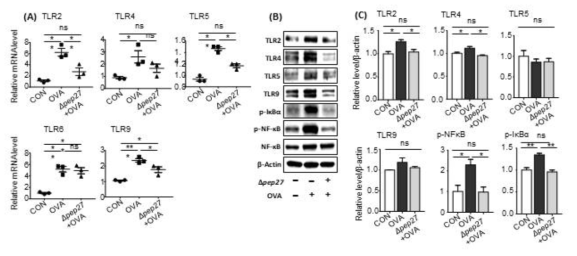 Δpep27 immunization represses the TLR pathway in the nasal mucosa. (A) mRNA and (B, C) protein levels were detected by qPCR and western blot , immunization represses the TLR pathway in the nasal mucosa. (A) mRNA and (B, C) protein levels were detected by qPCR and western blot analysis, respectively. Values are presented as the mean ± SEMs (n= 3 per group), * p < 0.05, ** p < 0.01, *** p < 0.001, ns; not significant (Tukey’s Multiple Comparison Test)