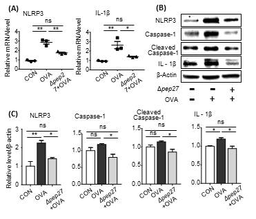 Δpep27 immunization inhibits NLRP3 inflammasome activation. (A) mRNA levels of NLRP3 and IL-1β in nasal mucosa were measured by qPCR. (B) Protein levels of NLRP3, caspase-1, cleaved caspase-1, p-IκB-α, and IL-1β in nasal mucosa were measured by Western blot (n= 3 per group). P-value was calculated by one-way ANOVA and expressed as mean ± SEM *P < 0.05, **P < 0.01 and ***P < 0.001, N.S; not significant (Tukey’s Multiple Comparison Test)