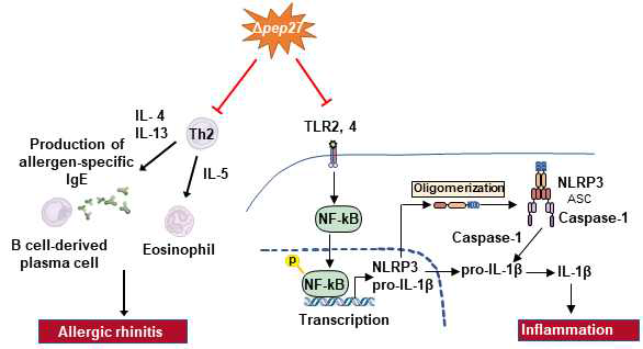 Δpep27 immunization negatively regulates NLRP3 inflammasome activation. NF-kB is translocated to the nucleus of immune cells through activation of TLR during AR and then activates transcription of NLRP3. Immunization with Δpep27 in the nasal mucosa reduces the Th2 response