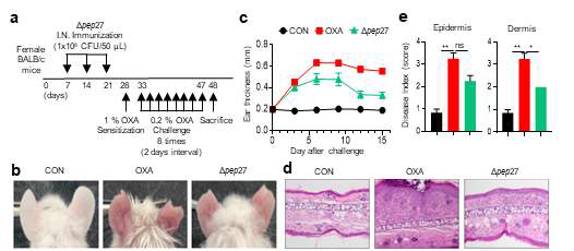 Δpep27 immunization reduces ear inflammation in AD model. (a) Mice were immunized intranasally (i.n.) with Δpep27 three times and seven days after the last immunization, mice were sensitized with 1 % and 0.2 % OXA to the inner and outer surface of both ears. (b) The ear of the mouse was photographed after 24 h of the last sensitization. (c) Mice ear thickness was measured with micrometre calliper (n=10). (d, e) Histological analysis of epidermal and dermal indices and infiltration of the ear cells by H normal = 0, 2 times greater than normal = 1, 3 times greater than normal = 2, 3 times more than normal = 3) (n=2). Microscopic photographs of H&E staining for inflammation were expressed as x 200 magnification