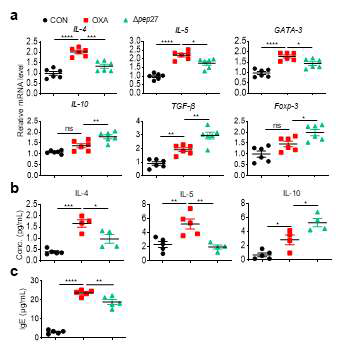 Δpep27 immunization mitigates the Th2 response and increases Treg activity in AD. Twenty-four hours after the last oxazolone challenge, serum and ear tissues were collected. (a) The mRNA levels of Th2 and Treg related markers on mouse ear tissues were measured by qPCR (n=6). (b) The cytokines IL-4, IL-5, and IL-10 level in serum were measured by ELISA (n=5). (c) The tota lIgE level in serum were measured by ELISA (n=5). Each value is expressed as the average ± standard error of the mean (SEM). Statistical comparison among groups was performed using one-way ANOVA and Tukey’s test (*P ≤ 0.05, **P ≤ 0.01, ***P ≤ 0.001, ****P ≤ 0.0001, ns, not significant)