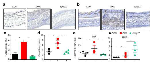 Δpep27 immunization decreases apoptotic cell death in preventive AD model in mouse ear tissue. (a, c) TUNEL assay on dermis samples and the percentage of the plot are shown. Photomicrographs for 2 mice/group of ear tissue degree of apoptosis. (b, d) Caspase-3 level in ear skin was measured by Immunohistochemistry. IHC analysis shows Caspase-3 protein expressions in the mouse ear skins of each group (n = 2). (e) Bax and Bcl2 mRNA levels on mouse ear tissues were measured by qPCR (n = 3). Data are expressed as mean ± standard error of mean (SEM). Statistical comparison among groups was performed using one-way ANOVA and Tukey’s test (*P ≤ 0.05, **P ≤ 0.01, ***P ≤ 0.001, ****P ≤ 0.0001, ns, not significant)