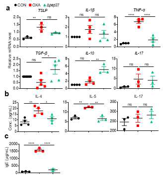 Δpep27 immunization represses Th2 cytokines, and TSLP, and induced TGF-β and IL-10 in therapeutic AD model. The mice were immunized three times with Δpep27 during oxazolone-induced AD skin lesion. (a) The mRNA expression levels on mouse ear tissues were analyzed by RT-PCR (n=3). (b) The total serum IL-4, IL-5 and IL-17A measured by ELISA (n=3). (c) Serum IgE level measured by ELISA (n=3). Each value is expressed as mean ± standard error of mean (SEM). Statistical comparison among groups was performed using one-way ANOVA and Tukey’s test (*P ≤ 0.05, **P ≤ 0.01, ***P ≤ 0.001, ****P ≤ 0.0001, ns, not significant)