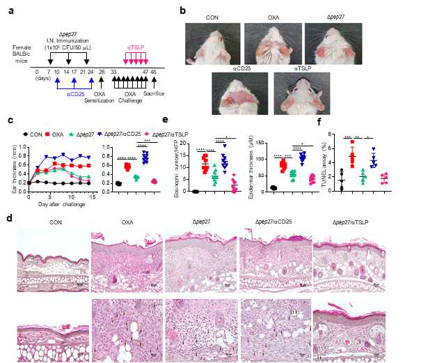 Δpep27 immunization alleviates AD symptoms through the regulation of TSLP and Tregs. (a) After Δpep27 immunization as in Fig. 1a, Treg inactivation or TSLP neutralization was performed by intraperitoneal injection of either CD25 or TSLP antibody. (b) Photos of mouse ears 24 hours after the last OXA challenge. (c) Mice ear thickness was measured with micrometre calliper on the days shown. The right panel is the ear thickness at day 15 (n=10). (d) Analysis of epidermal and dermal section after H & E staining. The top pictures were taken at x 200 and the bottom pictures at x 400 magnification (n=3). (e) Number of eosinophils in the dermal layer and epidermal thickness (n=9) were measured. (f) TUNEL assay results were converted into relative percentage of the control. Each value is expressed as the average ± standard error of the mean (SEM). Statistical comparison among groups was performed using one-way ANOVA and Tukey’s test (*P ≤ 0.05, **P ≤ 0.01, ***P ≤ 0.001, ****P ≤ 0.0001, ns, not significant)