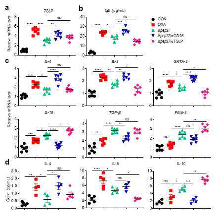 Δpep27 immunization inhibits the production of TSLP, which increases the activity of Tregs, thereby reducing AD symptoms. (a) TSLP mRNA expression in mouse ear tissue and serum TSLP measurement by ELISA (n=6). (b) The mRNA levels of representative markers of Th2 and Treg were measured by RT-PCR (n=6). (c) The cytokines IL-4, IL-5, IL-13, IL-1β and IL-10 level in serum were analyzed by multiplex cytokine assay (n=5). (d) The total IgE level in serum were measured by ELISA (n=5). Each value is expressed as the average ± standard error of the mean (SEM). Statistical comparison among groups was performed using one-way ANOVA and Tukey’s test (*P ≤ 0.05, **P ≤ 0.01, ***P ≤ 0.001, ****P ≤ 0.0001, ns, not significant)