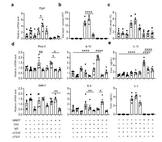Δpep27 immunization induces only Tregs differentiation and does not induce any pathological changes. (a, d) mRNA expression levels of TSLP, Treg (Foxp3, IL-10), and Th2 cell specific makers (Gata-3, and IL-4) were analyzed by qPCR in mice ear after antibody treatment (n=5). (b) Graph of the number of eosinophils found in the dermal layer (n=5). (c) The percentage of TUNEL-positive cells from 4 random field from each mouse ear section (n=4). (e) The IL-10 and IL-4 cytokine levels in serum were measured by ELISA (n=5). Data are expressed as mean ± standard error of mean (SEM). Statistical comparison among groups was performed using one-way ANOVA and Tukey’s test (*P ≤ 0.05, **P ≤ 0.01, ***P ≤ 0.001, ****P ≤ 0.0001)