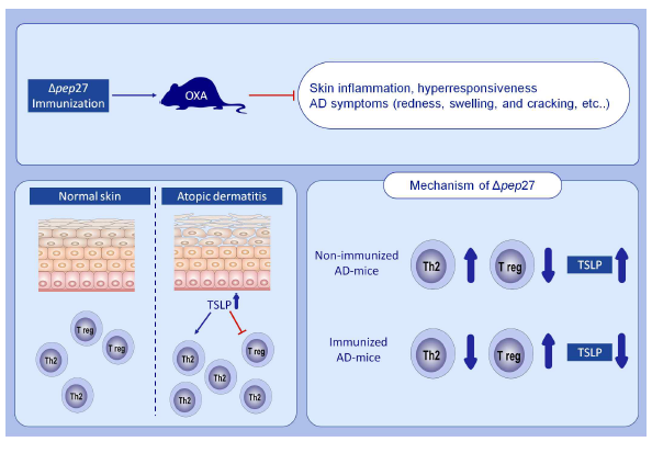 Δpep27 immunization restored Th2/Treg balance on preventive and therapeutic model