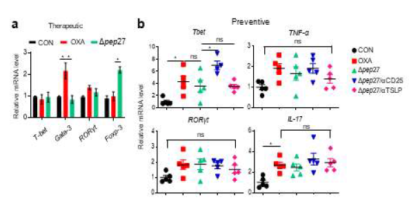 Δpep27 immunization restored Th2/Treg balance on preventive and therapeutic model. (a) mRNA expression levels of Th cell specific makers (Gata-3, T-bet, Foxp3 and RORγt) were analyzed by qPCR in therapeutic model (n=3). (b) Th1(T-bet and TNF-α) and Th17-related markers (RORγt and IL-17) were analyzed by qPCR in preventive model (n=5). Data are expressed as mean ± standard error of mean (SEM). Statistical comparison among groups was performed using one-way ANOVA and Tukey’s test (*P ≤ 0.05, **P ≤ 0.01, ***P ≤ 0.001, ****P ≤ 0.0001)