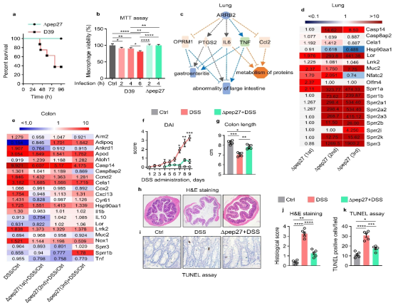 Δpep27 increases survival and attenuates IBD symptoms and inflammatory mediators and cell death in DIC via antioxidative mechanism. a Survival rate (%) in Δpep27 and lethal S. pneumoniae type 2 (D39) infection was evaluated in mice. b Macrophage viability was determined by MTT assay. c System biology analysis of lung transcriptome data predicts that Δpep27 mitigates both gastroenteritis and abnormalities of the large intestine. d, e Heat maps analysis revealed inhibition of inflammation-related genes, induction of the antioxidants SPRR family and repression of the caspase-14 by Δpep27 in lungs (d) and colon (e). f, g Progression of colitis was evaluated by disease activity index (DAI) (f) and colon length (g). h, j Colon sections were stained with H&E (20x magnification, scale bar, 200 μm) (h) with histological grading (j). i, k TUNEL assay (i) with statistical analysis of the TUNEL assay (k) (200x magnification, scale bar, 100 μm)